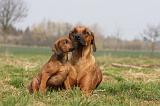 RODESIAN RIDGEBACK 107
